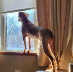 Un Labahoula au pelage bicolore, debout sur ses quatre pattes et regardant à travers une fenêtre
