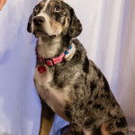 Un Labahoula au pelage tricolore, assis sur une table et portant un collier autour du cou 