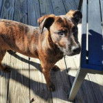 Un Labahoula au pelage bicolore, debout sur un plancher et regardant vers la caméra 