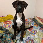 Un Labahoula au pelage bicolore, assis sur un lit et regardant vers la caméra 