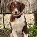 Un Labahoula au pelage tricolore, regardant vers la caméra et portant un collier autour du cou 