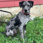 Un Labahoula au pelage tricolore, assis sur une surface herbacée et portant un collier autour du cou