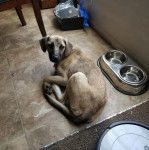 Un Labahoula au pelage bicolore, allongé sur un sol carrelé et portant un collier autour du cou  