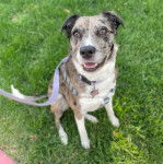 Un Labahoula au pelage tricolore, assis sur une surface herbacée, ayant la gueule ouverte et qui est tenu en laisse 