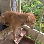 Un Labahoula au pelage fauve, assis sur une marche d'escaliers et portant un collier autour du cou 