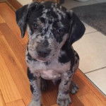 Un Labahoula au pelage bicolore, assis sur un plancher et regardant vers la caméra