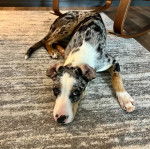 Un Labahoula au pelage tricolore, allongé sur un tapis et semblant détendu 
