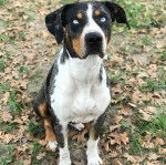 Un Labahoula au pelage tricolore, assis sur un sol jonchés de feuilles mortes 