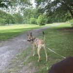 Un Labahoula au pelage bicolore, debout sur ses quatre pattes sur un terrain herbeux et qui est tenu en laisse 