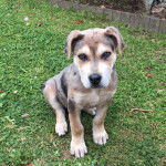 Un Labahoula au pelage tricolore, assis sur une surface herbacée et regardant la caméra