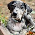 Un Labahoula au pelage bicolore, allongé sur une surface herbacée et regardant vers la caméra 