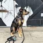 Un Labahoula au pelage bicolore, assis sur une surface bétonnée et qui est tenu en laisse 