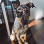 Un Labahoula au pelage tricolore, assis sur un tapis et semblant détendu