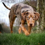 Un Labahoula au pelage tricolore, marchant sur une surface herbacée et portant un collier autour du cou