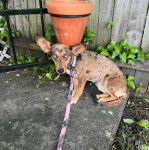 Un Labahoula au pelage tricolore, assis sur une surface bétonnée et qui est tenu en laisse 