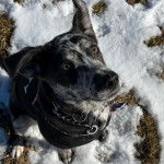 Un Labahoula au pelage bicolore, assis sur une surface enneigé et portant un harnais 