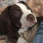 Un Labahoula au pelage bicolore, allongé sur un lit et semblant détendu 