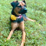 Un Labahoula au pelage bicolore, allongé sur une surface herbacée et portant un collier autour du cou