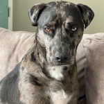 Un Labahoula au pelage tricolore, regardant vers la caméra 