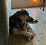 Un Labahoula au pelage tricolore, allongé sur un tapis et ayant une peluche entre les pattes 