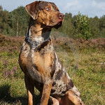 Un Labahoula au pelage tricolore, assis sur une surface herbacée et portant un collier autour du cou
