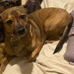 Un Labahoula au pelage fauve, allongé sur un lit et portant un collier autour du cou 