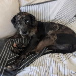 Un Labahoula au pelage bicolore, allongé sur un lit et semblant détendu