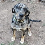 Un Labahoula au pelage tricolore, portant un collier autour du cou et regardant vers la caméra