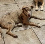 Un Labahoula au pelage bicolore, allongé sur une surface carrelé et regardant vers la caméra 