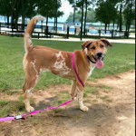 Un Labahoula au pelage bicolore, debout sur ses quatre pattes sur une surface sableuse, ayant la langue pendante et qui est tenu en laisse