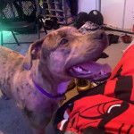 Un Labahoula au pelage bicolore, debout sur ses quatre pattes sur un tapis, ayant la gueule ouverte et portant un collier autour du cou