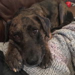 Un Labahoula au pelage bicolore, allongé sur un canapé et regardant vers la caméra 