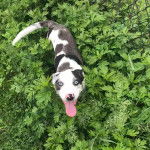 Un Labahoula au pelage bicolore, debout sur ses quatre pattes sur une surface herbacée et ayant la langue pendante 