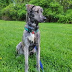 Un Labahoula au pelage bicolore, assis sur un terrain gazonnée et portant un harnais 