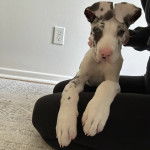 Un Labahoula au pelage bicolore, allongé sur les jambes d'une femme et regardant vers la caméra 