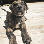 Un Labahoula au pelage tricolore, allongé sur un plancher et portant un collier autour du cou