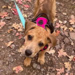 Un Labahoula au pelage bicolore, debout sur ses quatre pattes sur un sol jonchés de feuilles mortes et portant un harnais 