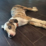 Un Labahoula au pelage tricolore, allongé sur une surface carrelé et portant un collier autour du cou 