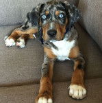Un Labahoula au pelage tricolore, allongé sur un canapé et portant un collier autour du cou 