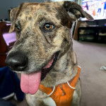 Un Labahoula au pelage tricolore, ayant la langue pendante et portant un harnais 