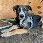 Un Labahoula au pelage tricolore, allongé près de sa mangeoire et portant un harnais 