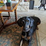 Un Labahoula au pelage bicolore, allongé sur un tapis et regardant vers la caméra 