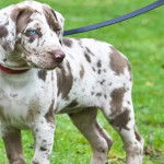 Un Labahoula au pelage bicolore, debout sur ses quatre pattes sur une surface herbacée et qui est tenu en laisse 