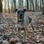 Un Labahoula au pelage tricolore, debout sur ses quatre pattes sur un sol jonchés de feuilles mortes et portant un collier autour du cou