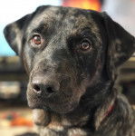 Un Labahoula au pelage bicolore, regardant vers la caméra 