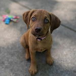Un Labahoula au pelage fauve, assis sur une surface bétonnée et portant un collier autour du cou 