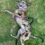 Un Labahoula au pelage tricolore, allongé sur une surface herbacée et portant un harnais 