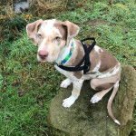 Un Labahoula au pelage bicolore, assis sur une roche et portant un harnais 