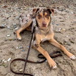 Un Labahoula au pelage tricolore, allongé sur une surface sableuse et qui est tenu en laisse 