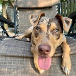 Un Labahoula au pelage tricolore, allongé sur une chaise et ayant la langue pendante 